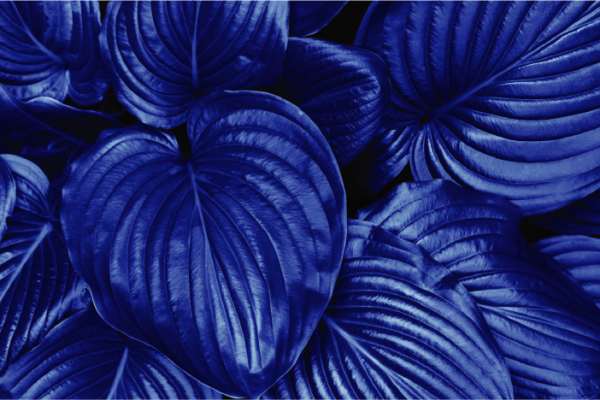 PANTONE BLUE SAMPLE IMAGE 6